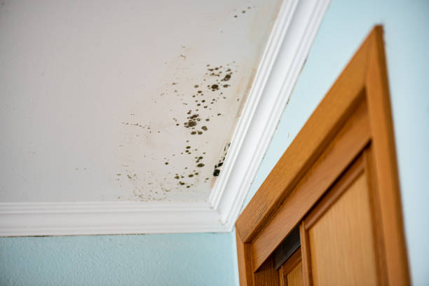 Best Industrial Mold Remediation in Heritage Lake, IN