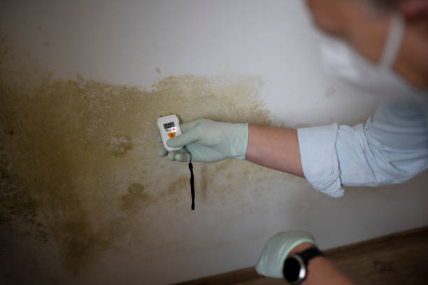 Best Emergency Mold Remediation in Heritage Lake, IN