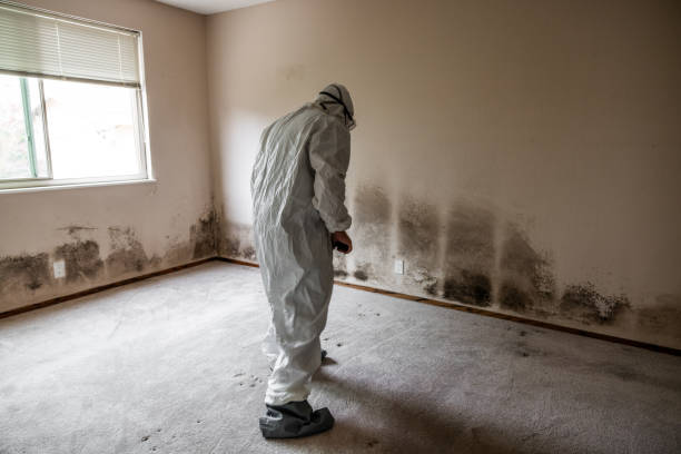 Best Commercial Mold Remediation in Heritage Lake, IN